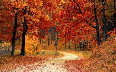 Autumn Focus